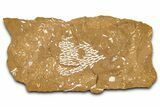 Ordovician Kukersite Oil Shale with Bryozoan Fossils - Russia #368948-1